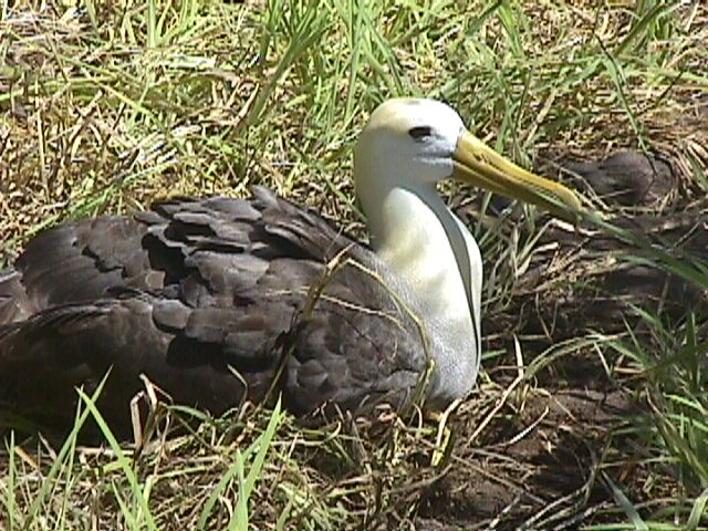 Albatross Nesting